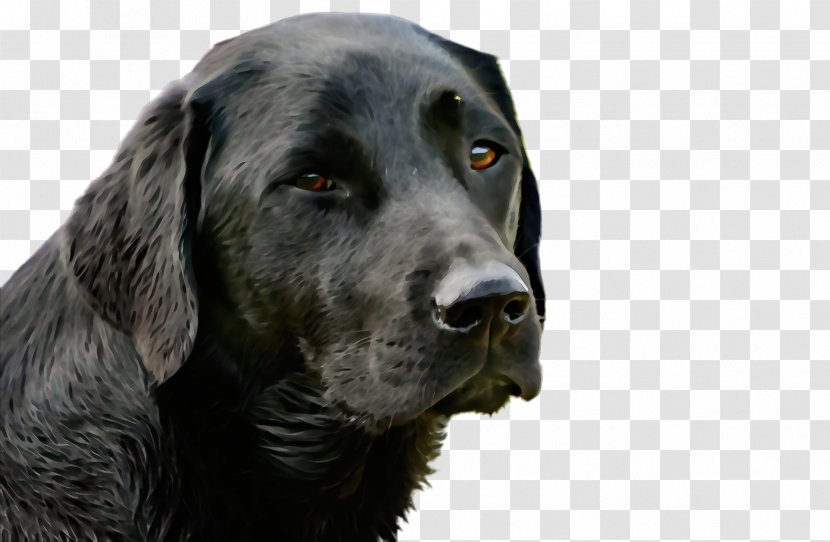 Dog Breed Labrador Retriever Sporting Group - Snout Transparent PNG