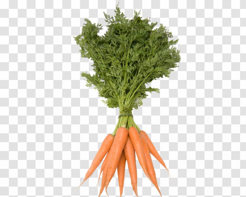 Utah Carrot Vegetable Stock Photography Royalty-free - Juice Transparent PNG