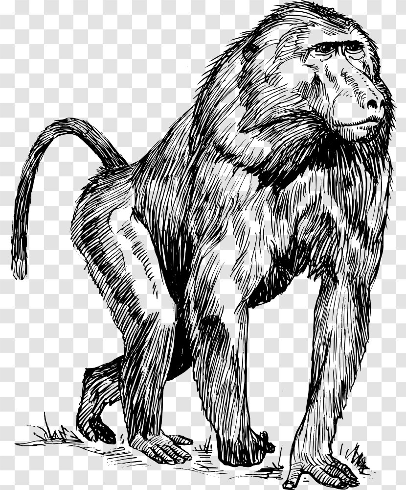 Mandrill Hamadryas Baboon Drawing Primate Clip Art - Old World Monkey Transparent PNG