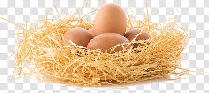 Chicken Bird Egg Nest Transparent PNG