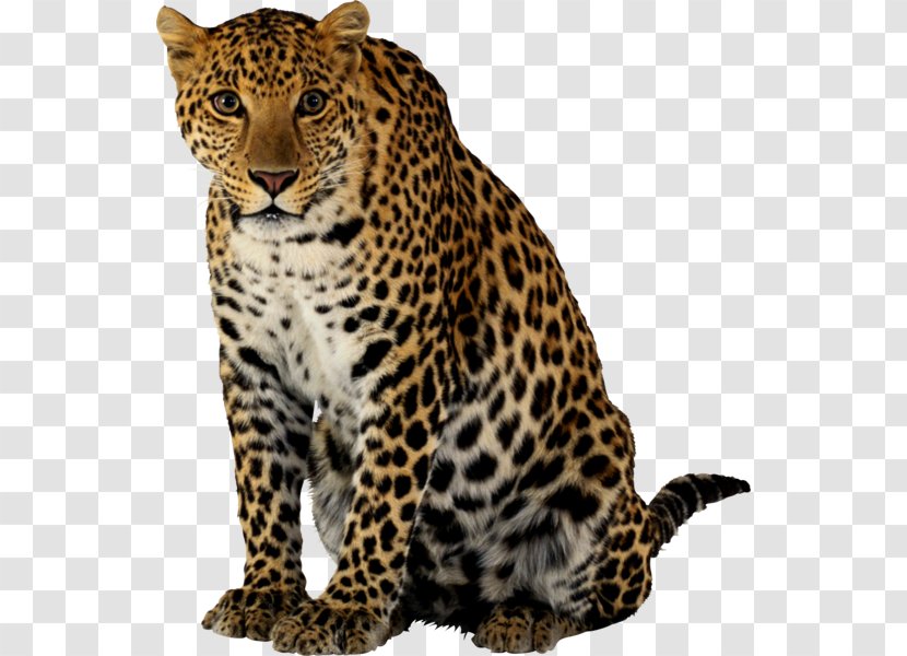 Leopard Tiger Felidae Lion Jaguar Transparent PNG