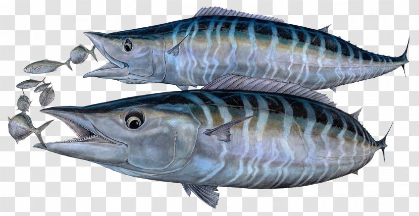 Mackerel Tuna Oily Fish 09777 Sardine - Bonito Transparent PNG