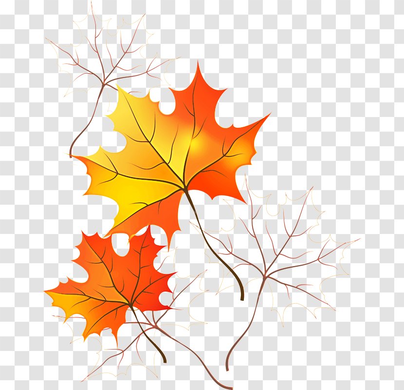 Maple Leaf - Tree - Plane Transparent PNG