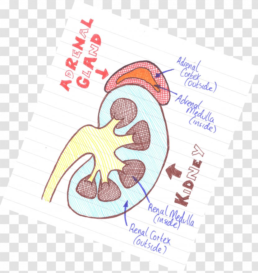 Adrenal Gland Medulla Kidney Cortex - Silhouette Transparent PNG