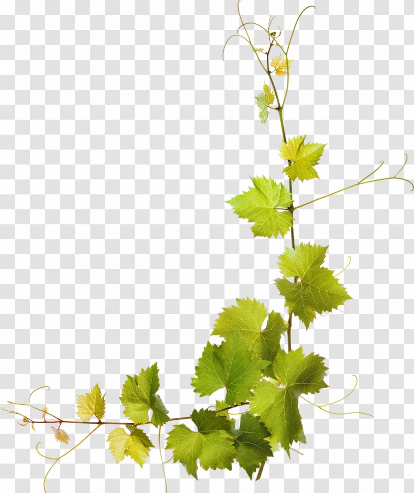 Ornella Molon Traverso Wine Panter Color A.s. Osteria Espiedo - Grapevines Transparent PNG