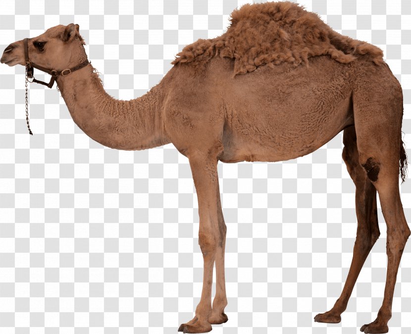 Dromedary Bactrian Camel Clip Art - Arabian - Image Transparent PNG