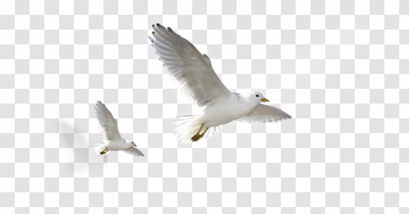 Domestic Pigeon Bird Columbidae Scandaroon - Sky - Flying Transparent PNG