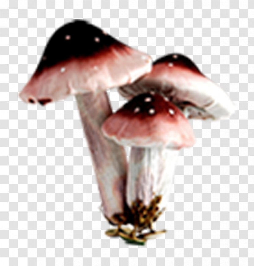 Edible Mushroom Fungus - Designer - Small Wild Spring Element Transparent PNG