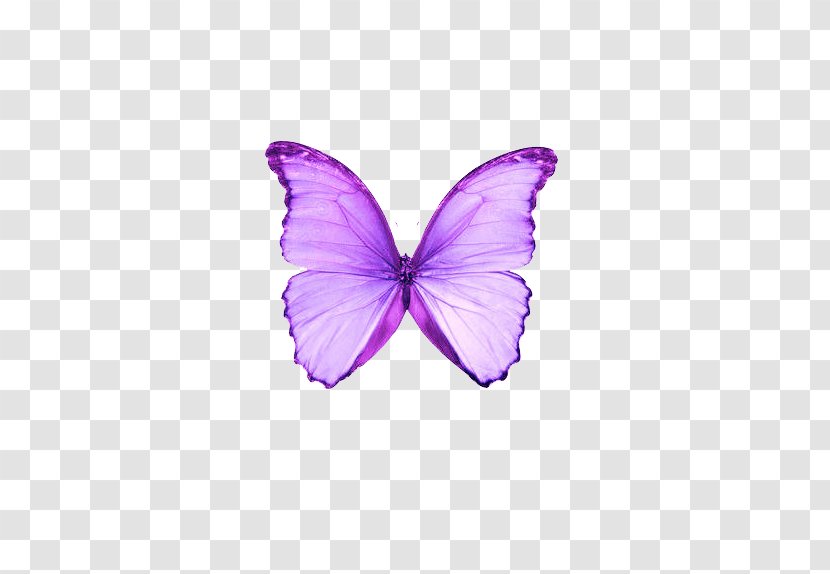 Butterfly Purple Color Moth - Dream Transparent PNG