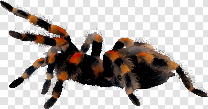 Spider Lycosa Tarantula Rose Hair Smith's Redknee - Arthropod Transparent PNG