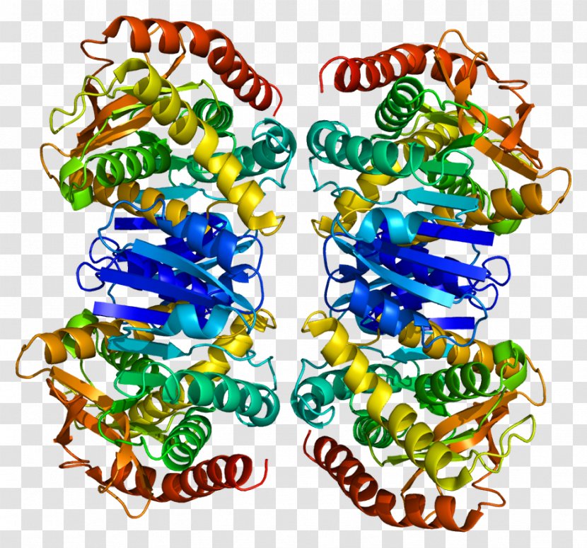 Malate Dehydrogenase 2 Protein Quaternary Structure Nicotinamide Adenine Dinucleotide - Frame - Mitochondrial Matrix Transparent PNG