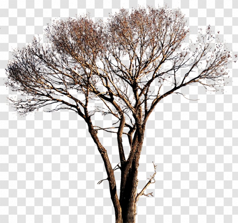 Populus Alba Tree - Cottonwood - Vector Transparent PNG