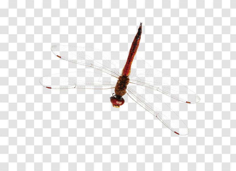 Brown - Red Dragonfly Transparent PNG