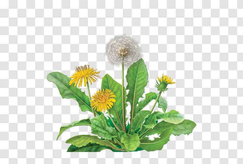 Dandelion Coffee Green Tea Bag Herbal - Root Transparent PNG