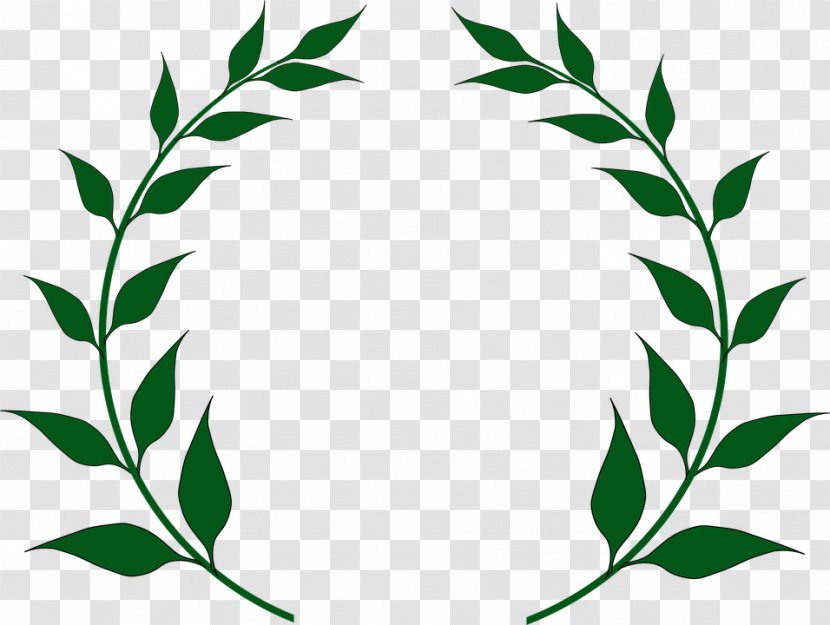 Olive Branch Laurel Wreath Clip Art - Flower Transparent PNG