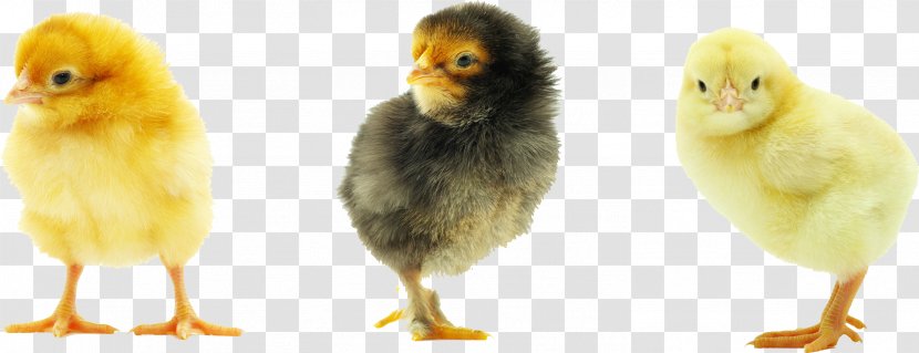 Rhode Island Red Plymouth Rock Chicken Baby Food Meat - Image File Formats - Transparent Background Transparent PNG