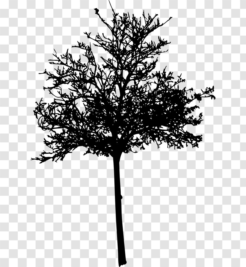 Twig Silhouette Management - Tree Transparent PNG