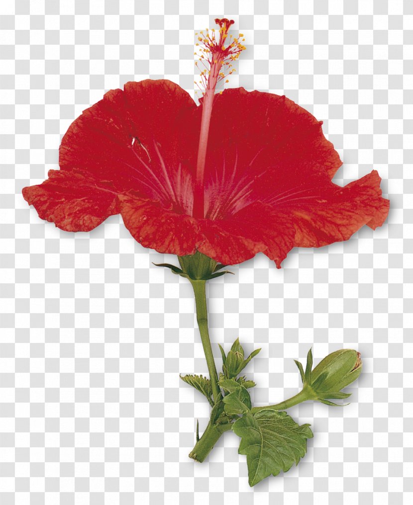 Flowering Plant Petal Sepal - Stem - Hibiscus Transparent PNG