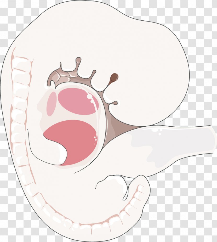 Embryology Fetus Reproductive System Human Body - Tree - Flower Transparent PNG