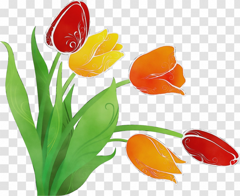 Tulip Plant Flower Petal Lily Family Transparent PNG