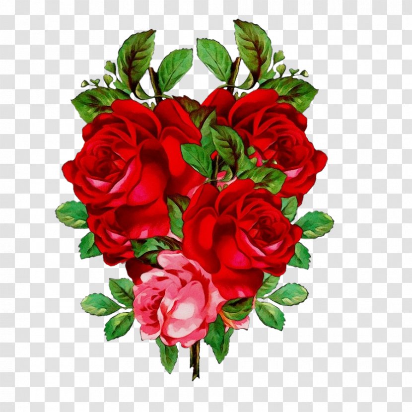 Garden Roses - Cut Flowers - Rose Family Floribunda Transparent PNG