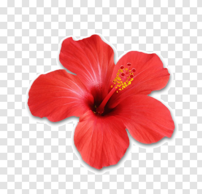Shoeblackplant Hibiscus Tea Flower Stock Photography - China Rose - Hawaiian Transparent PNG