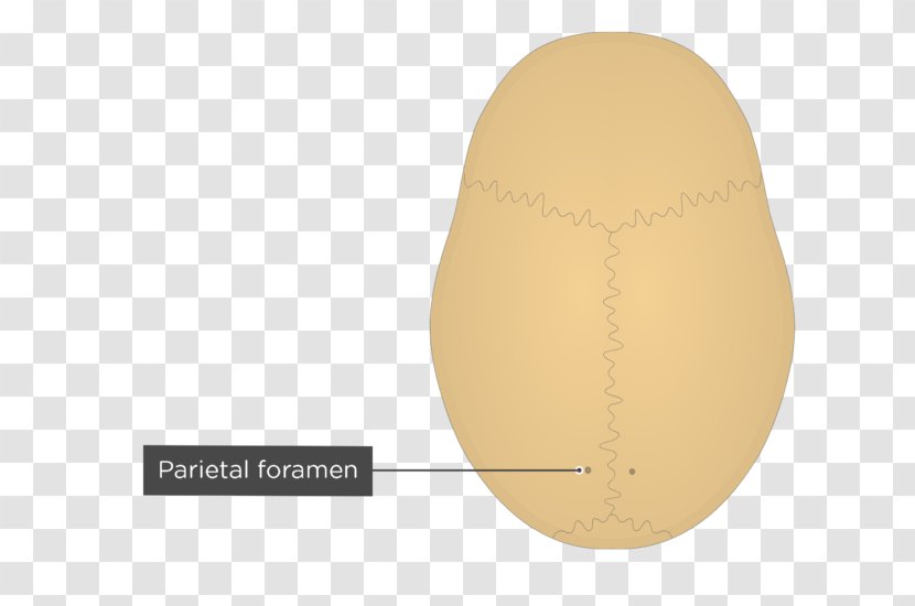 Parietal Bone Foramen Skull Anatomy Transparent PNG