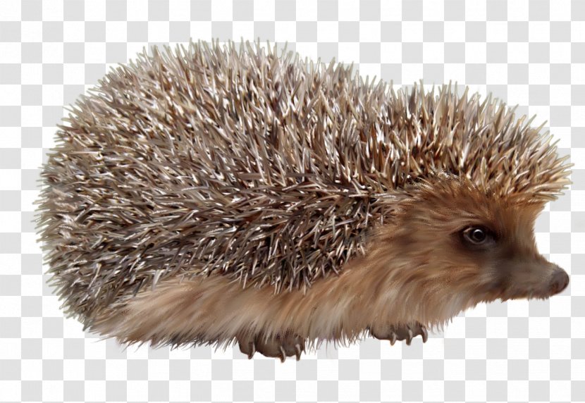 Domesticated Hedgehog European - Snout - Cute Transparent PNG
