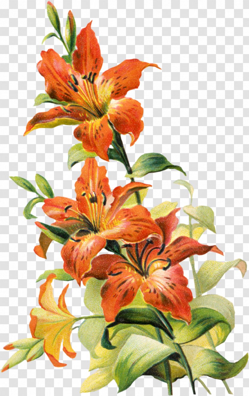 Tiger Lily Lilium Bulbiferum Easter Arum-lily - Floral Design - Cliparts Transparent PNG