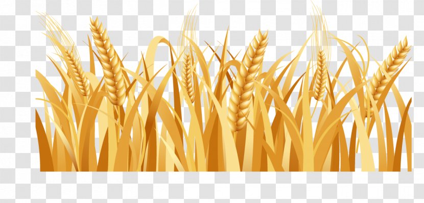 Rice Barley Arable Land Farm - Yellow - Golden Wheat Transparent PNG