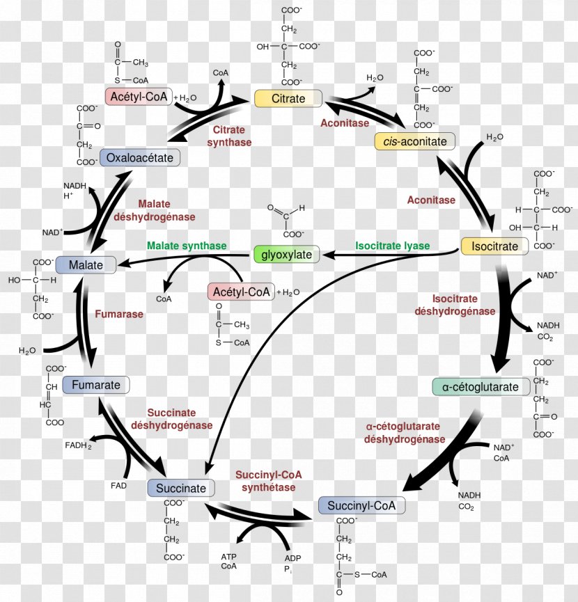 Citric Acid Cycle Glyoxylate Metabolic Pathway Glyoxysome Metabolism - Anaplerotic Reactions - Molecules Transparent PNG