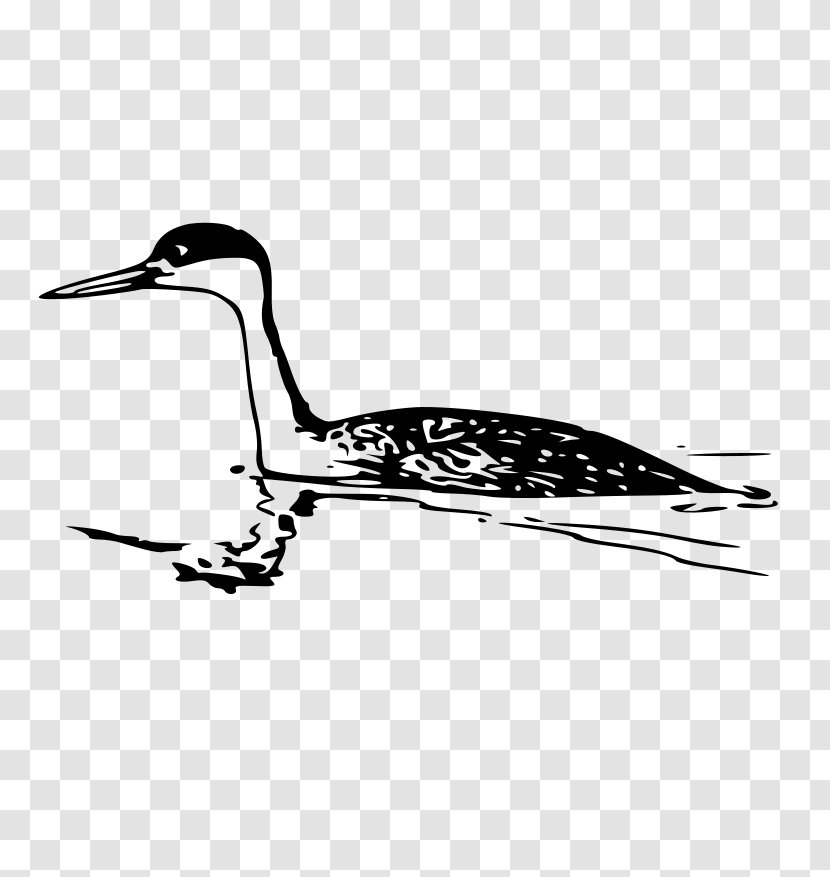 Western Grebe Clip Art - Feather Transparent PNG