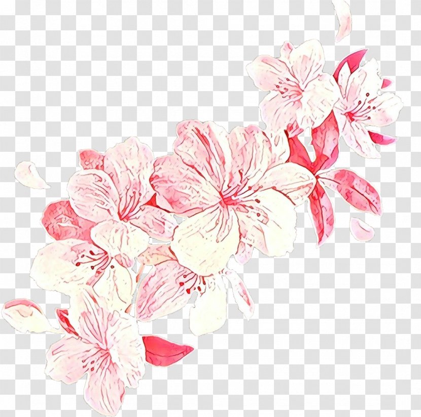 Cherry Blossom - Cut Flowers - Branch Transparent PNG