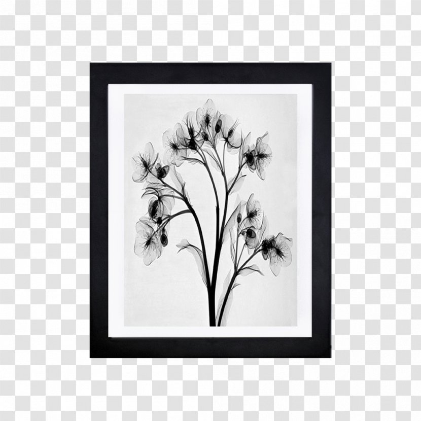 Drawing X-ray Black And White Image Vector Graphics - Tree - Minimalista Moderno Transparent PNG