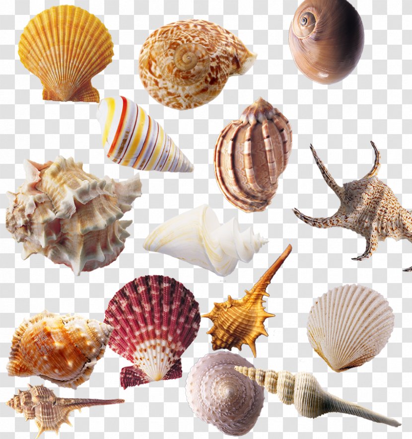 Seashell Sea Snail Shellfish Download - Conch Transparent PNG