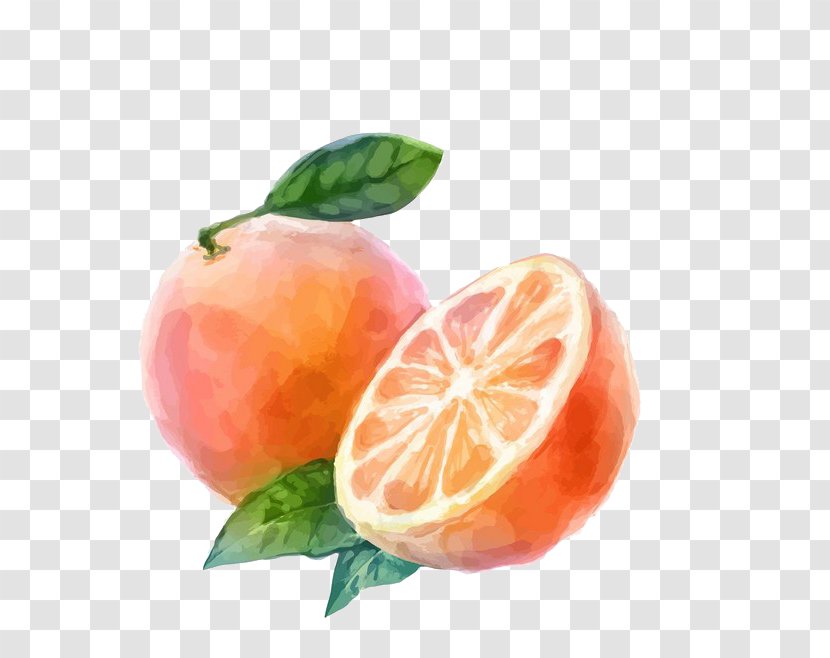 Watercolor Painting Auglis Orange Vegetable - Rangpur - Grapefruit Transparent PNG
