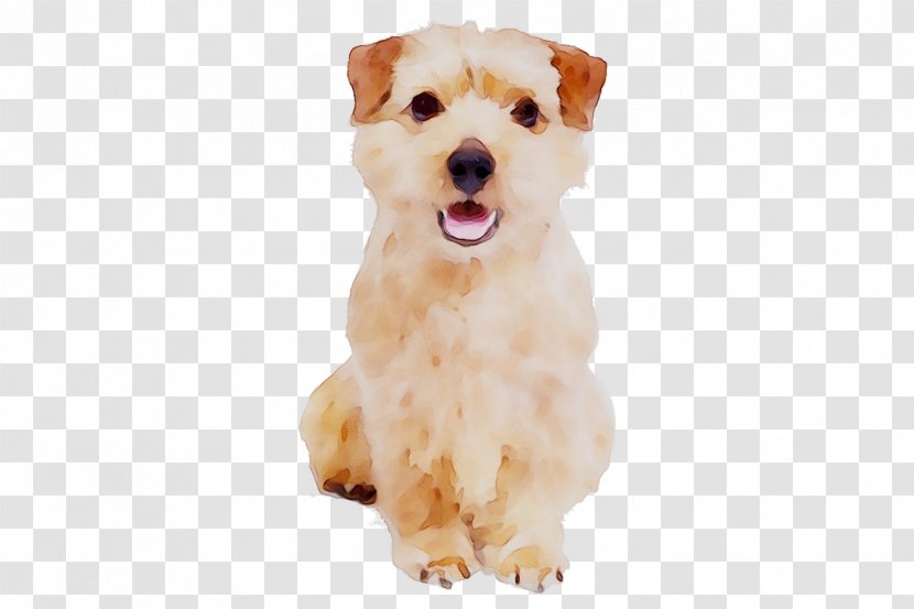 Schnoodle Maltese Dog Morkie Havanese Breed Transparent PNG