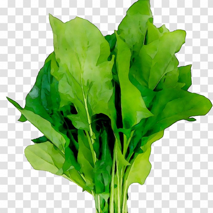 Mint Spinach Herb Morocco Spring Greens - Plants - Arugula Transparent PNG