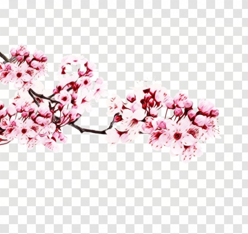 Cherry Blossom Tree Drawing - Watercolor - Cut Flowers Transparent PNG
