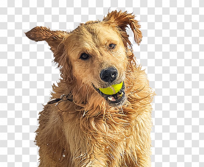 Golden Retriever Irish Terrier Dog Breed Companion - Carnivoran Transparent PNG