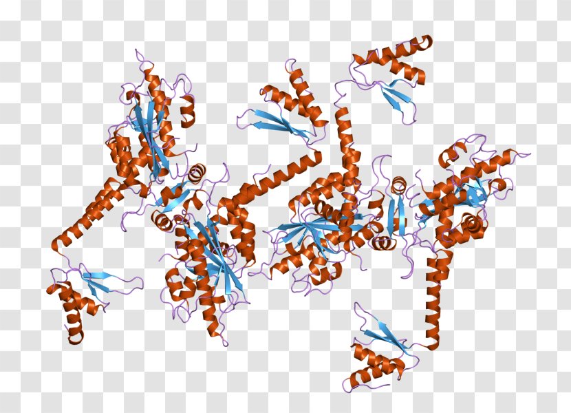 Poly(A)-specific Ribonuclease (PARN) Enzyme - Creativity Transparent PNG