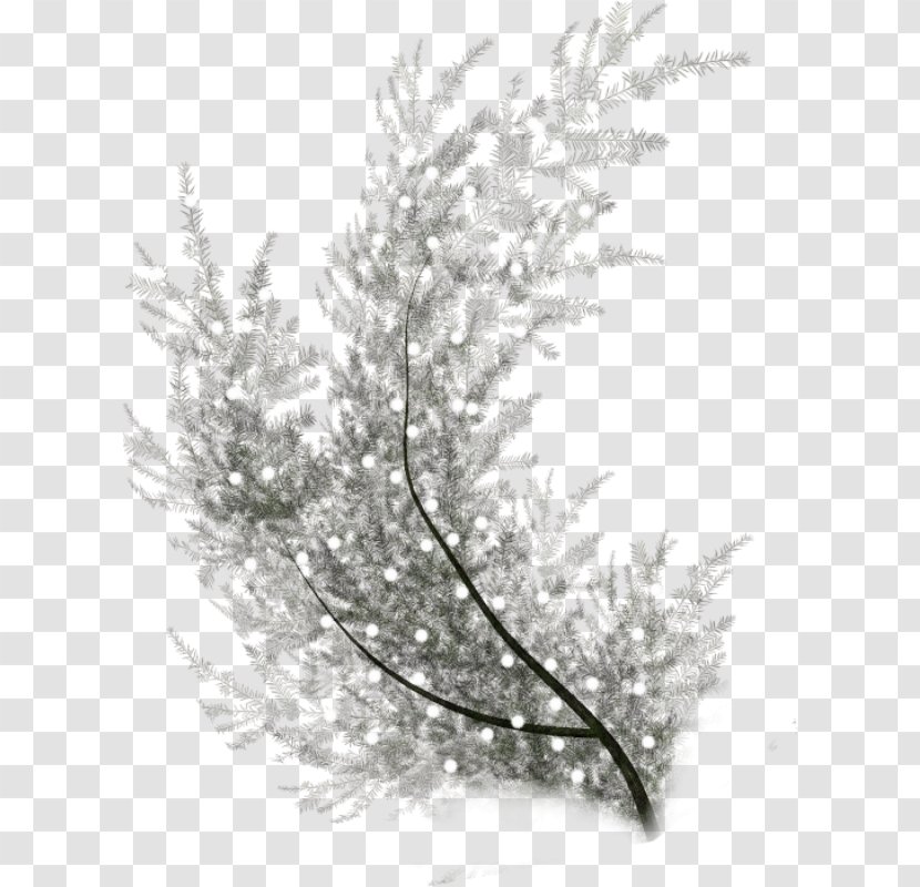 Teachers Day Holiday - Pine Family Frost Transparent PNG