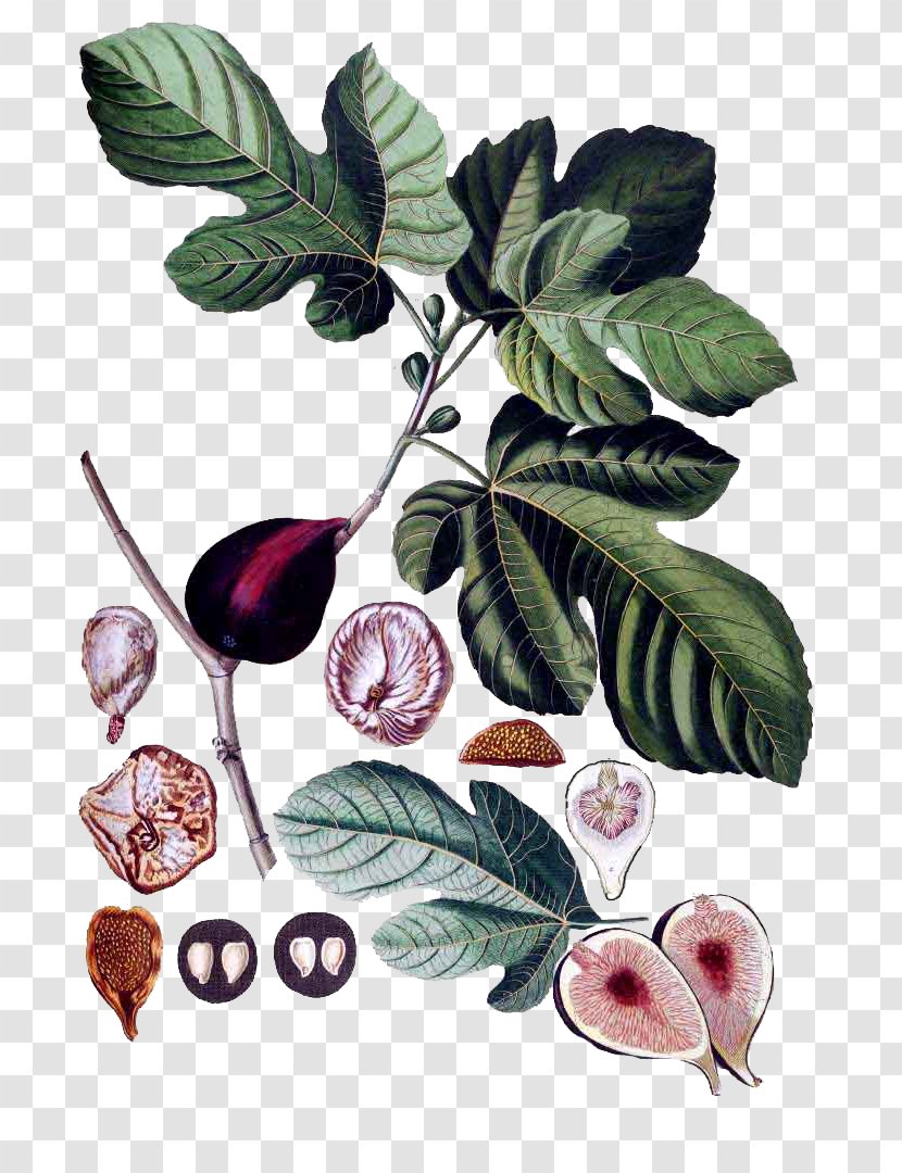 Common Fig Botany Botanical Illustration Fiddle-leaf Plant - Trees - Adam Eve Transparent PNG