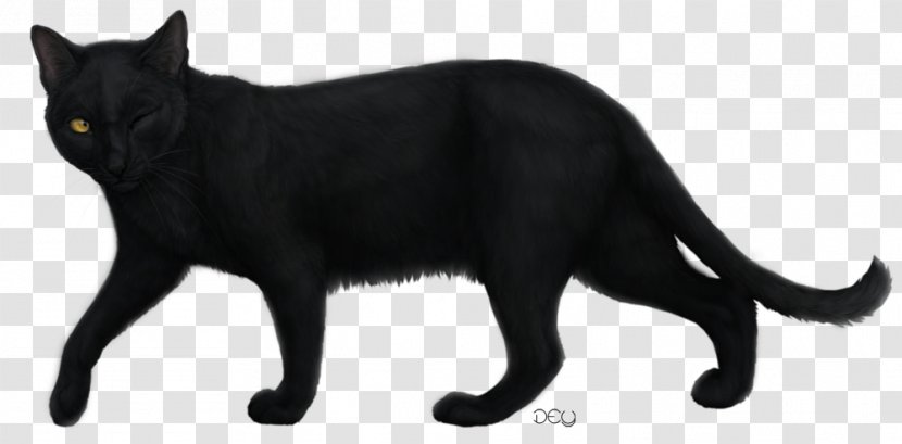 Black Cat Bombay Korat Dog Drawing - Wild Transparent PNG