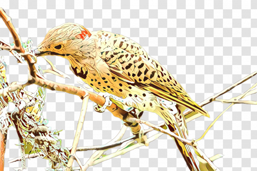 Bird Beak Falconiformes Transparent PNG