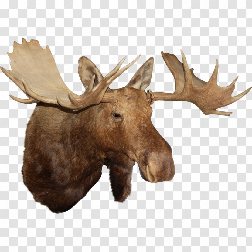 Reindeer Antler Alaska Moose Elk - Business Transparent PNG