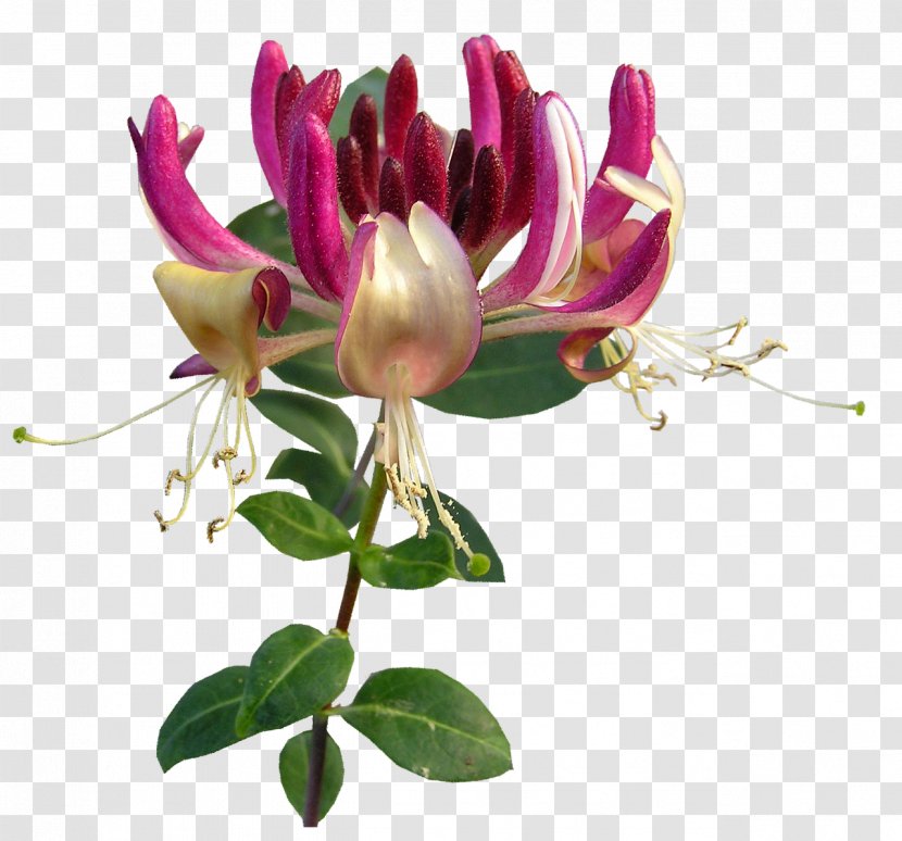 Flower Lonicera Periclymenum Caprifolium Plant - Floral Design - Honeysuckle Transparent PNG