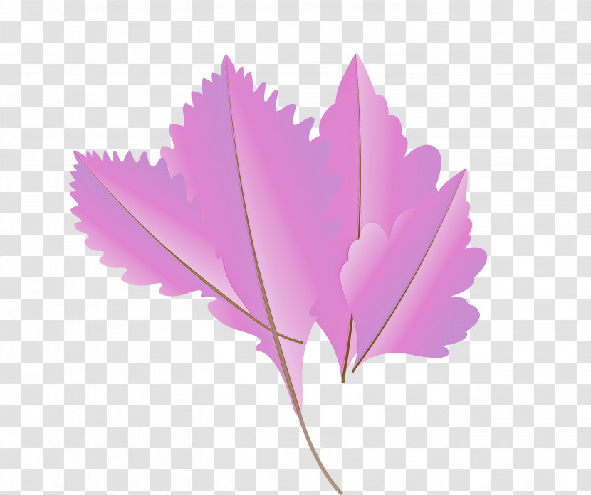 Maple Leaf Transparent PNG