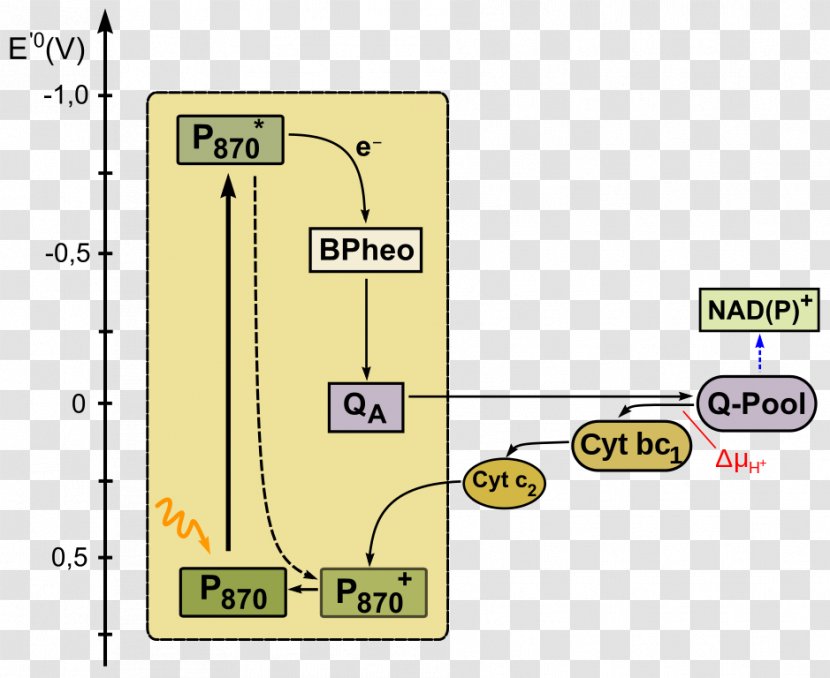 Product Design Line Angle - Text - Anoxygenic Photosynthesis Transparent PNG