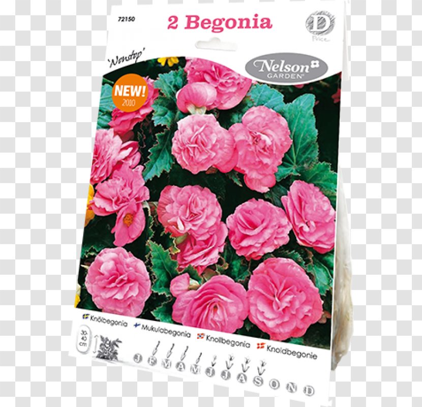 Garden Roses Cabbage Rose Floribunda Cut Flowers - Pink Family - Flower Transparent PNG